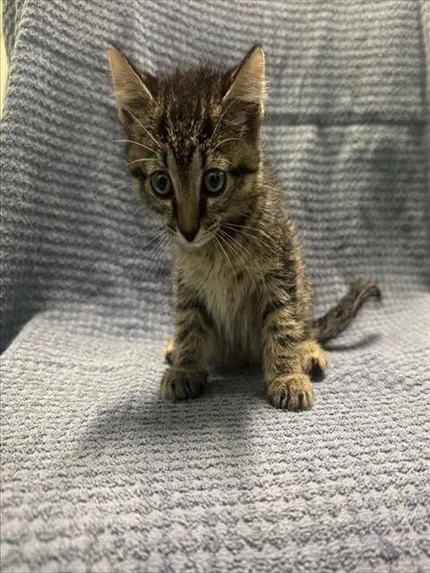 Hazelnut