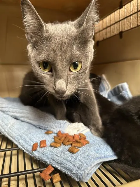 Freida