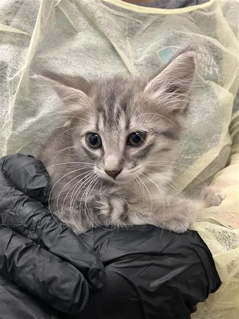 Adoptable Cat