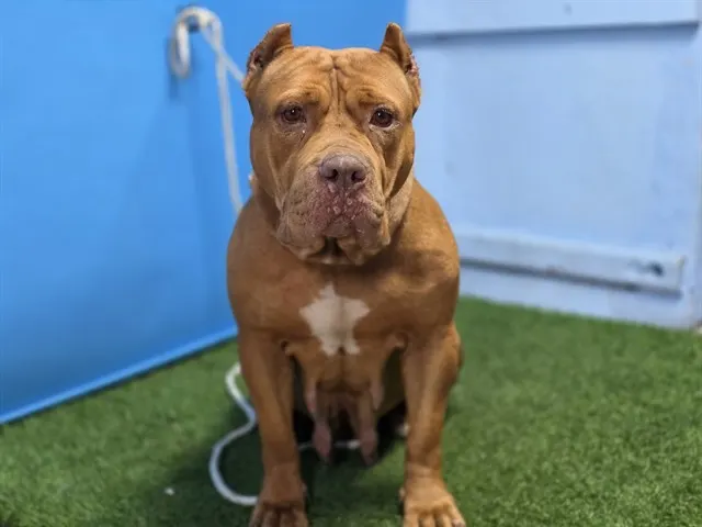 Adoptable Dog