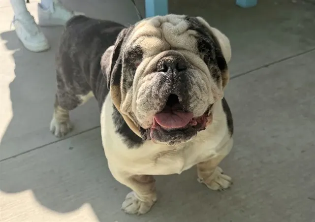 Adoptable Dog
