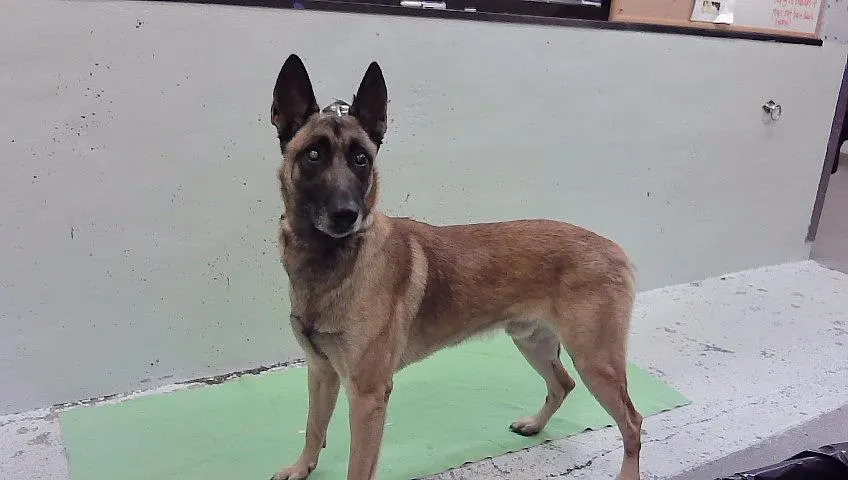 Apolo