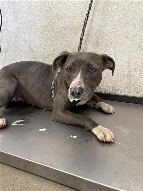 Adoptable Dog