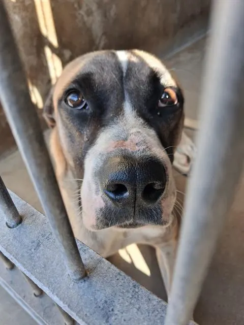 Adoptable Dog