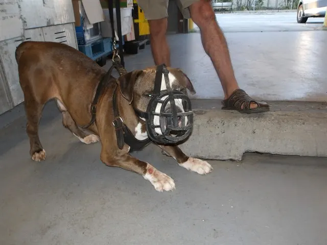 Adoptable Dog