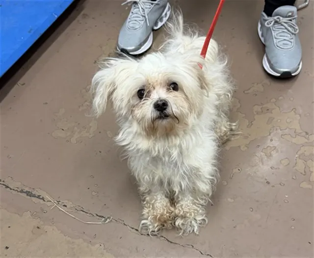 Adoptable Dog
