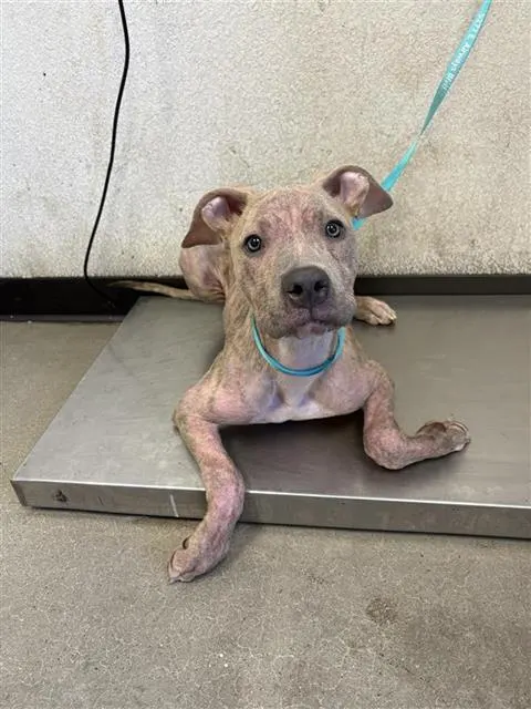 Adoptable Dog