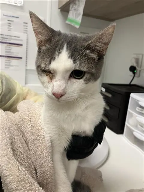 Adoptable Cat