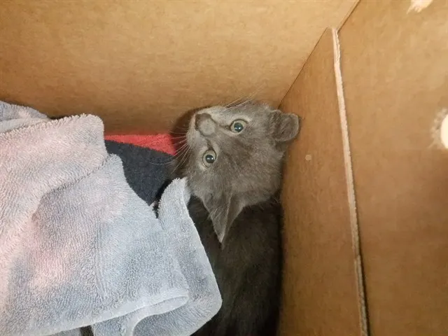 Nimbus