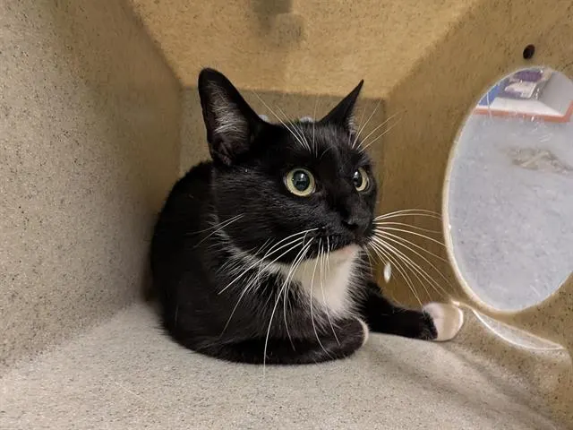 Barn Cat Inca