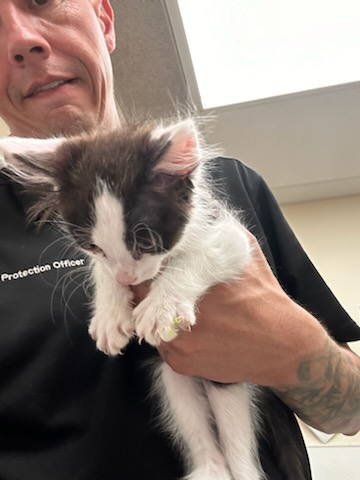Adoptable Cat