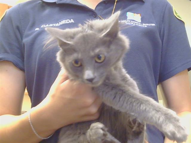 Adoptable Cat