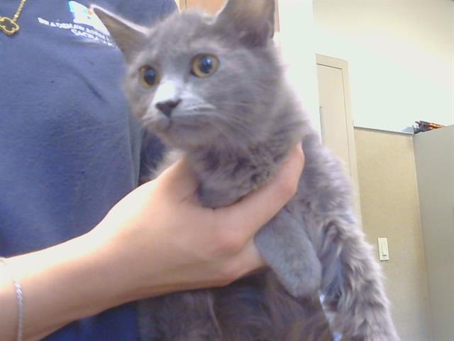 Adoptable Cat