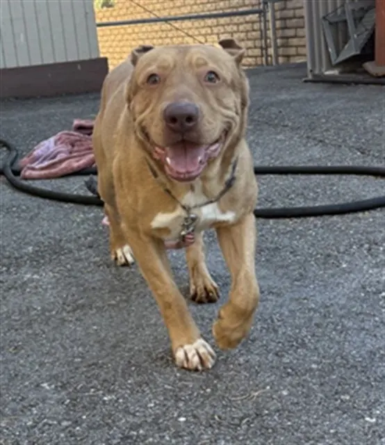 Gus