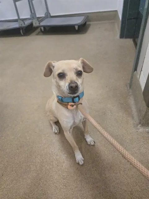 Adoptable Dog