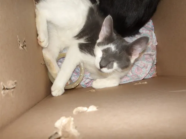 Adoptable Cat