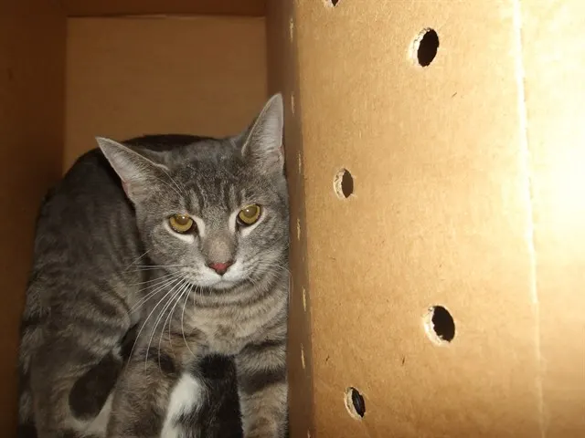 Adoptable Cat