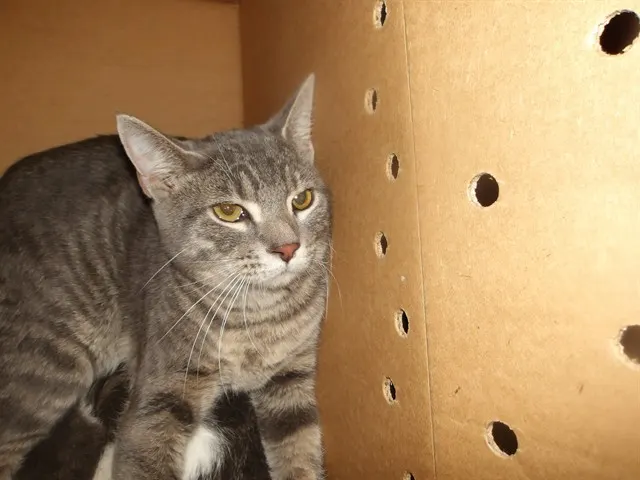 Adoptable Cat