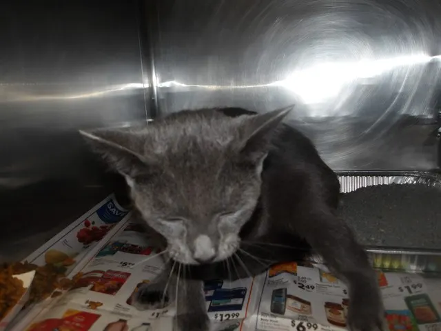 Adoptable Cat