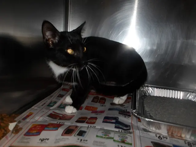 Adoptable Cat