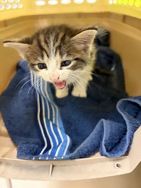 Adoptable Cat