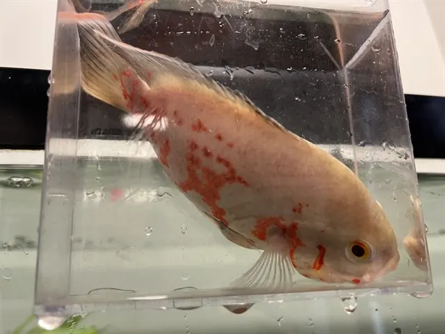 Oscar