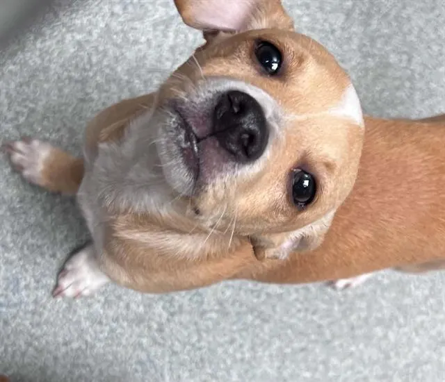 Miso