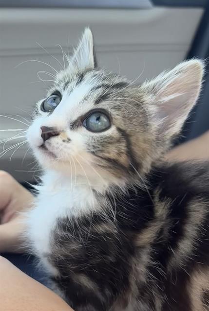 Scout