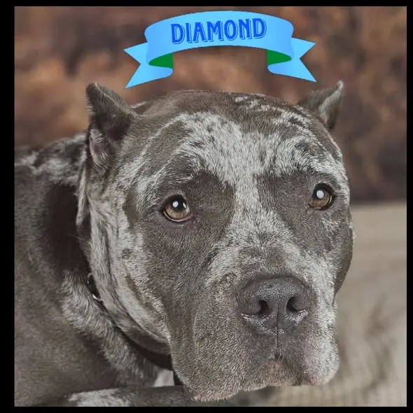 Diamond