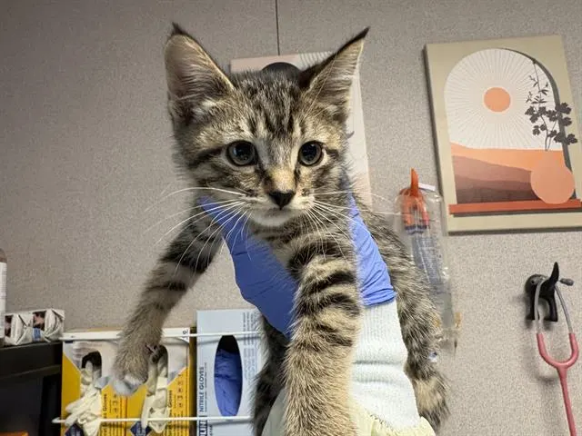 Pepper