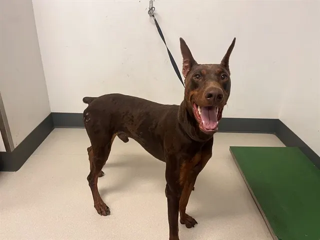 Adoptable Dog