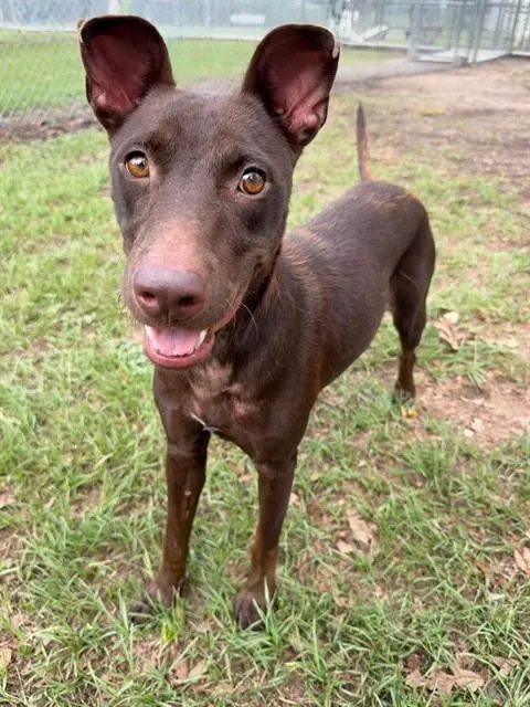 Adoptable Dog