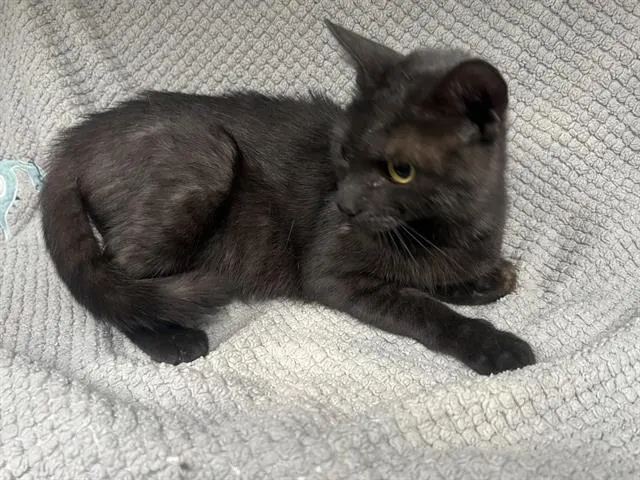 Obsidian