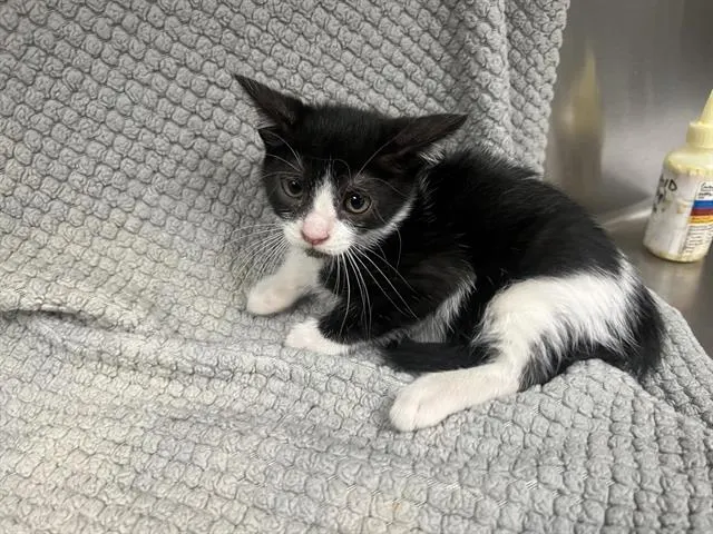 Adoptable Cat
