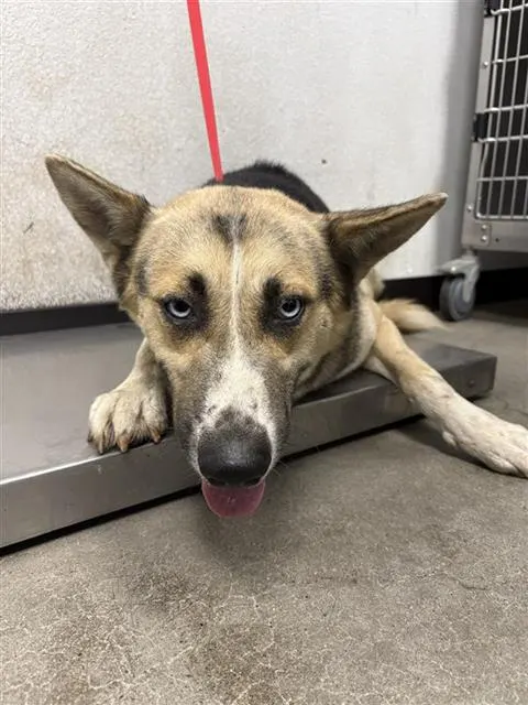 Adoptable Dog