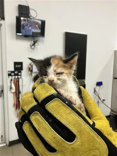 Adoptable Cat