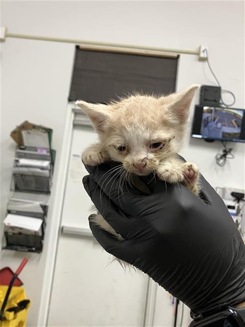 Adoptable Cat