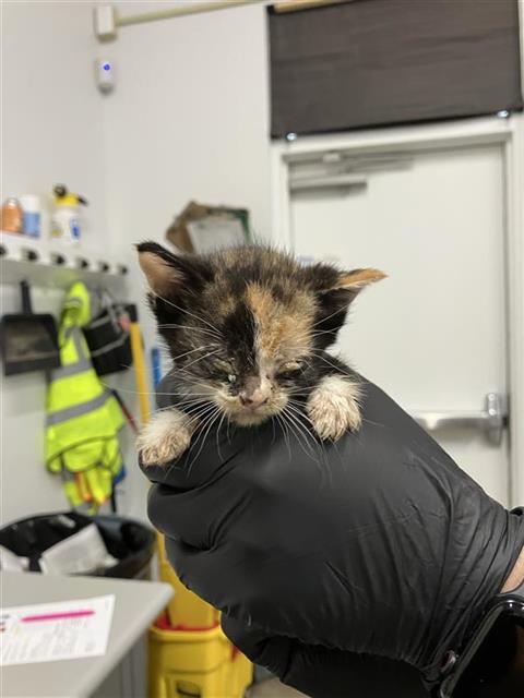 Adoptable Cat