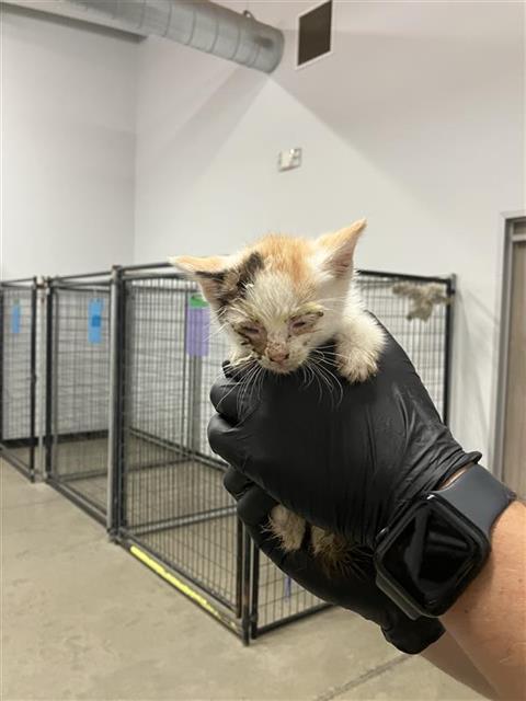 Adoptable Cat