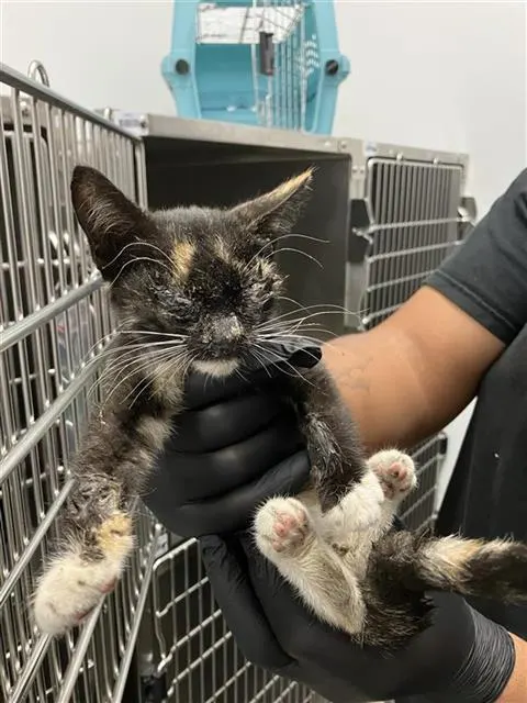 Adoptable Cat