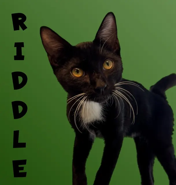 Riddle