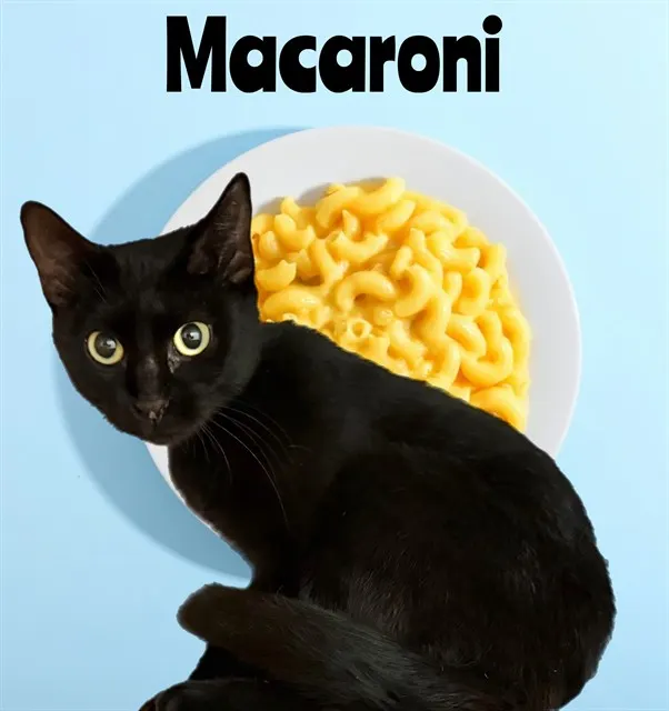 Macaroni