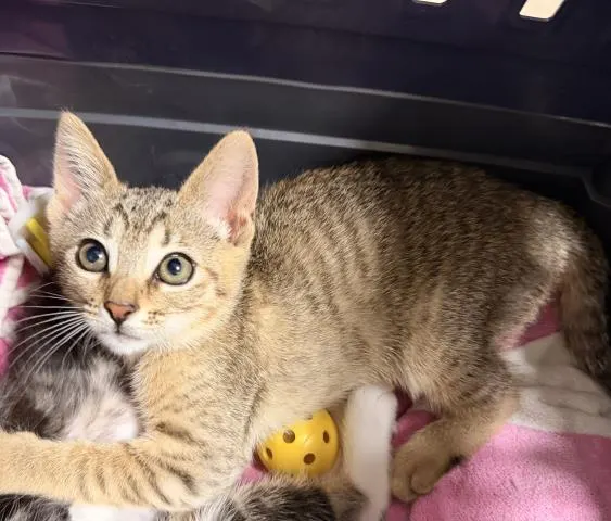 Adoptable Cat