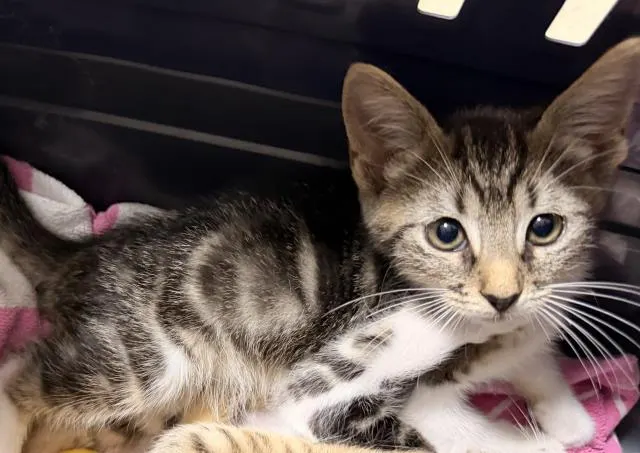 Adoptable Cat