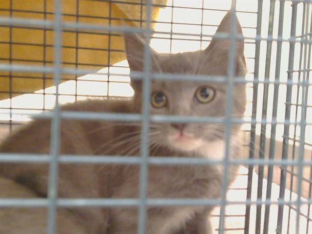 Adoptable Cat