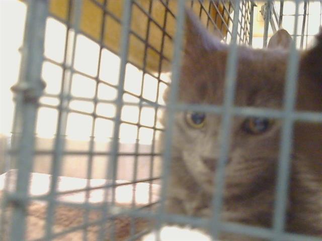 Adoptable Cat
