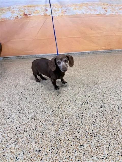 Nutella
