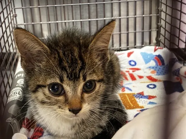 Adoptable Cat