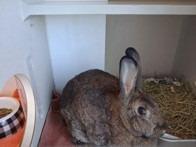 Bunnicula