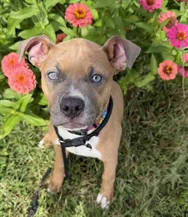 Roxy